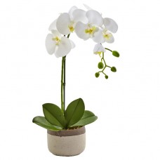 One Phalaenopsis Orchid